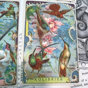 Vintage reclamekaarten kolibries ca. 1880 set van ZES vogels, orchideeën//antieke advertentiekaarten//Victoriaanse handelskaart//antieke Duitse handelskaarten