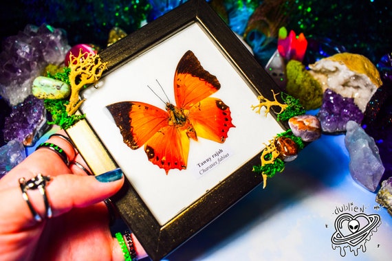 Details about   Tawny Rajah Real Butterfly Insect Taxidermy in Frame Entomology Gift Collectible 