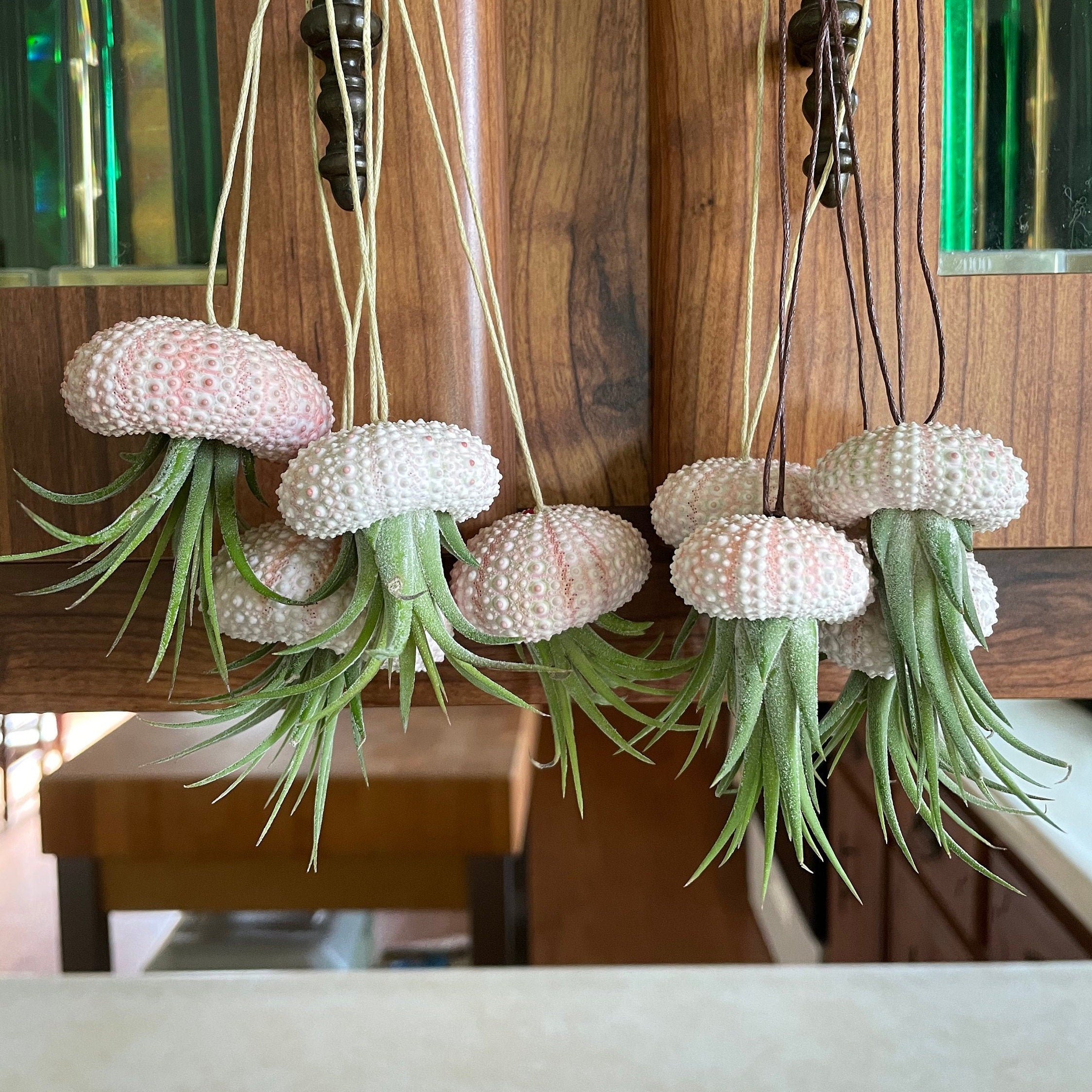 Air plant Jellyfish in PINK shell live plant Etsy