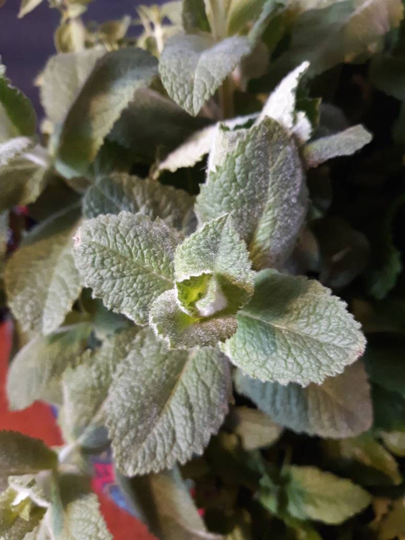 Apple mint dry whole herb Etsy