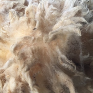 Raw Sheep Wool Fleece, 2 lb, Unwashed, Unprocessed, for Spinning, Knitting, Felting, Fiber Crafts, Tunis/Dorset/Suffolk, Vermont