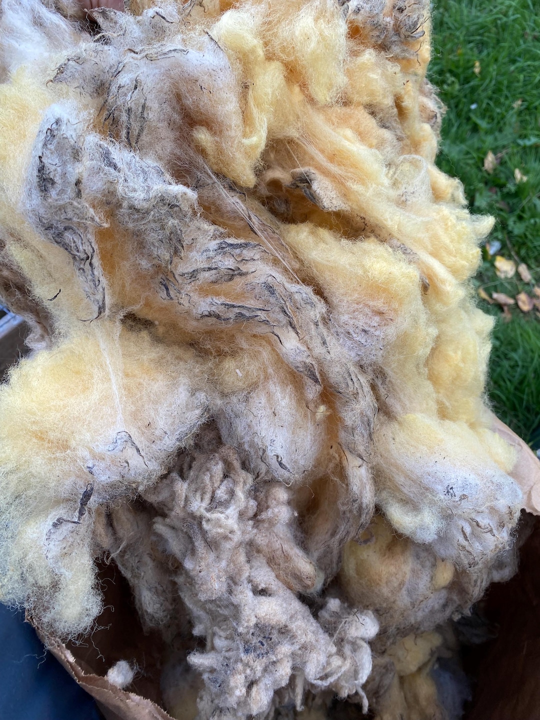 Raw Sheep Wool Fleece: Unwashed Fiber for Insulation & Batting, Tunis ...