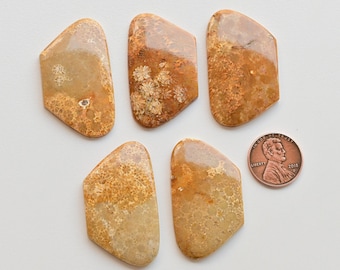 5 Pieces Fossil Coral Fancy Cabochon Lot Natural Gemstone | 42x24x5 to 41x24x4 MM | DIY Jewelry