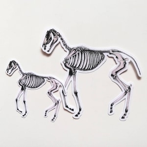 Horse Skeleton Creepy and Beautiful Die Cut Stickers