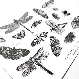 Bug butterfly dragonfly stickers