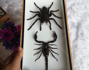 Gasteracantha arcuata Large Curved spiny spider Nice Taxidermy REAL Insect