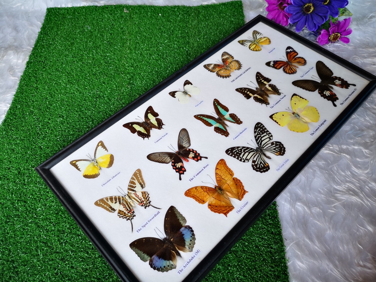Vintage Real Taxidermy Butterfly Mix Wood Framed Insects Etsy Australia