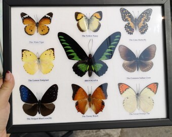 Peut inclure: Une vitrine encadrée de dix papillons, chacun avec un nom et un motif de couleur uniques. Les papillons sont montés sur un fond blanc avec des étiquettes de texte noires. Le cadre est noir et a une face en verre.