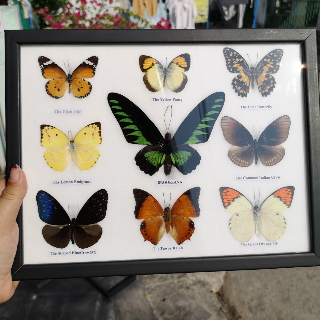 Rare Real Butterfly Taxidermy Framed Lemon Emigrant For Hang