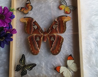 New Mix Butterfly Glass Frame Wood Insect Home Decoration Collection Set Display