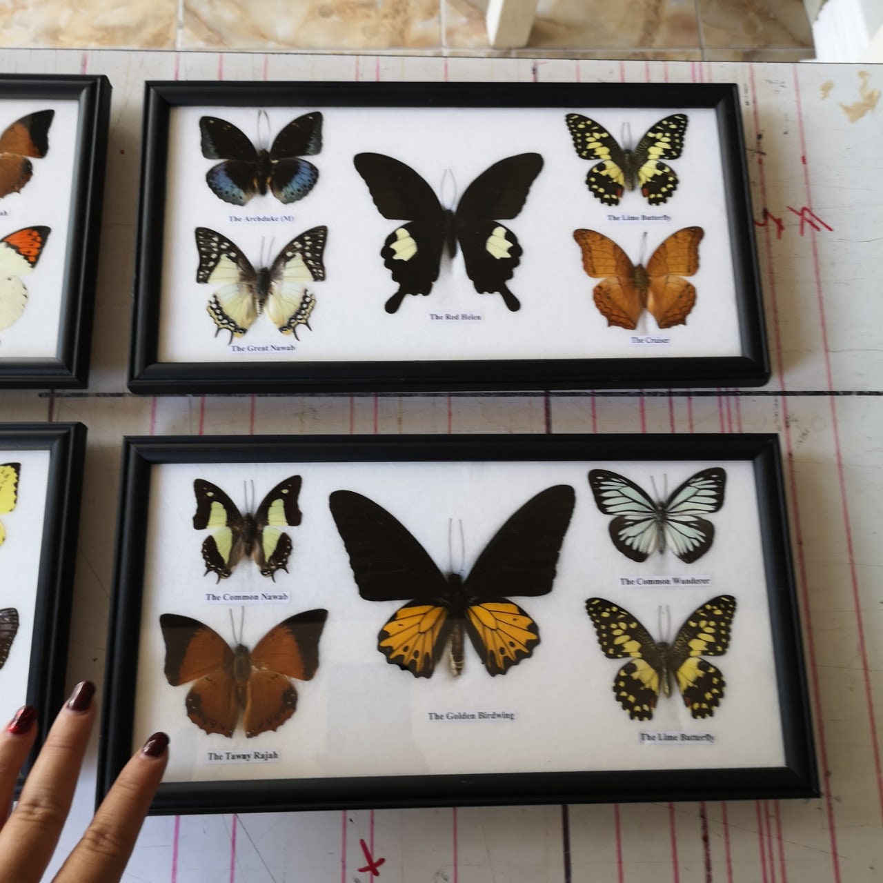 X4 Real New Mix Butterfly Glass Frame Wood Insect Home Decoration ...