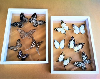 New Mix Butterfly Glass Frame Wood Insect Home Decoration Collection Set Display