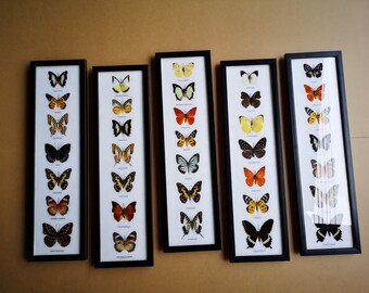 Collectibles Entomology X3 Real New Mix Butterfly Arcylic Frame Wood Insect Gift