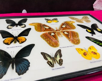 May include: A framed display of ten different butterflies and moths, including the Golden Birdwing, the Attacus atlas Moth, the Common Jay, and the Lemon Emigrant. The butterflies and moths are mounted on a white background with their common names printed below them.