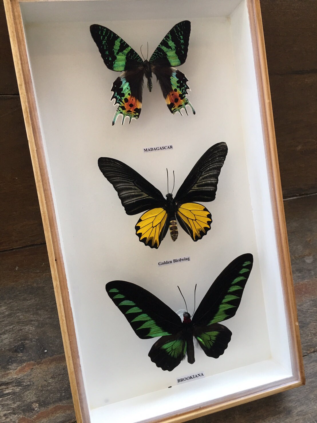 Vintage New Real Thai Butterfly mix Wood Framed Insect Etsy