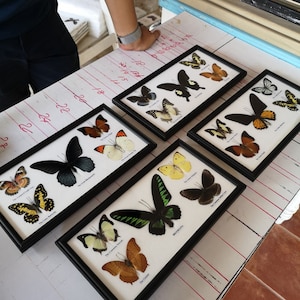 Peut inclure: Une collection de spécimens de papillons encadrés avec des cadres noirs et des passe-partout blancs. Les papillons sont exposés sur une surface blanche avec des marques rouges. Les papillons sont étiquetés avec leurs noms communs, tels que "The Common Mormon" et "The Lime Butterfly".