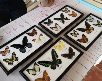 X4 Real New Mix Butterfly Glass Frame Wood Insect Home Decoration Collection Set Display