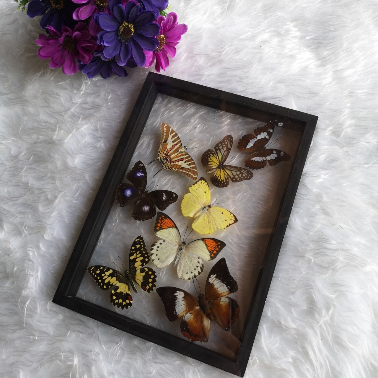 New Mix Butterfly Glass Frame Wood Insect Home Decoration Collection Set Display