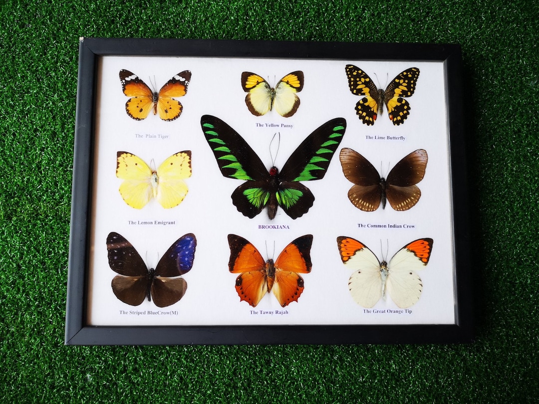 Butterfly Insect Display Vintage Thai Butterfly Collection, Framed Insect Display (13x10 INCH ...