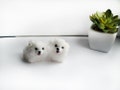 Miniature maltipoo , needle felted dog maltese ,  poodle felted animals, mothers day gift product logo