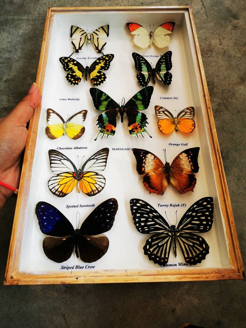 Real Mix 11 Butterfly Insect Taxidermy in Box Wood Frame - Etsy