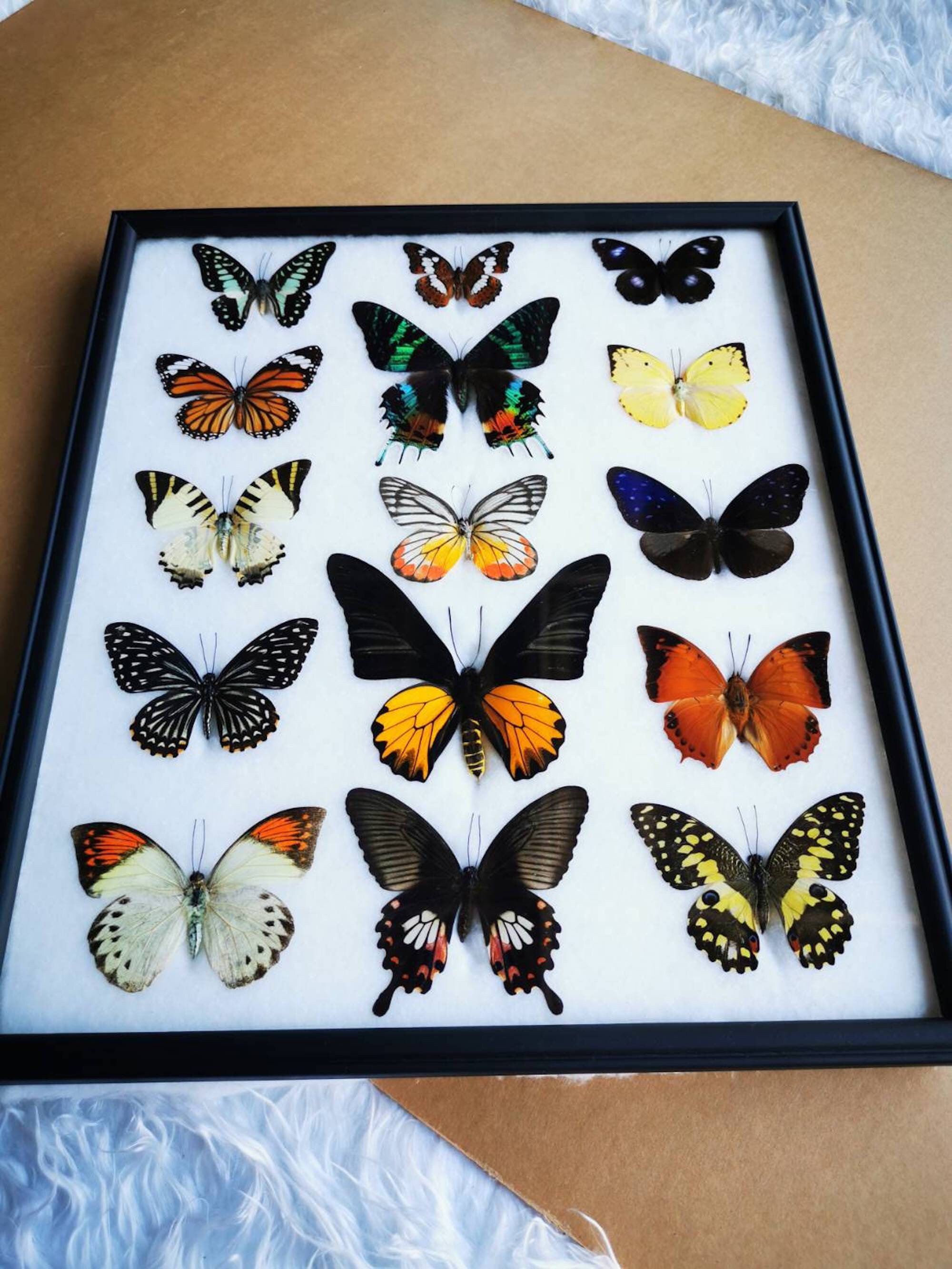 15 Pcs Real Taxidermy Butterfly - Butterfly Specimen Artwork Material  Decor, Taxidermy Animals: : Industrial & Scientific