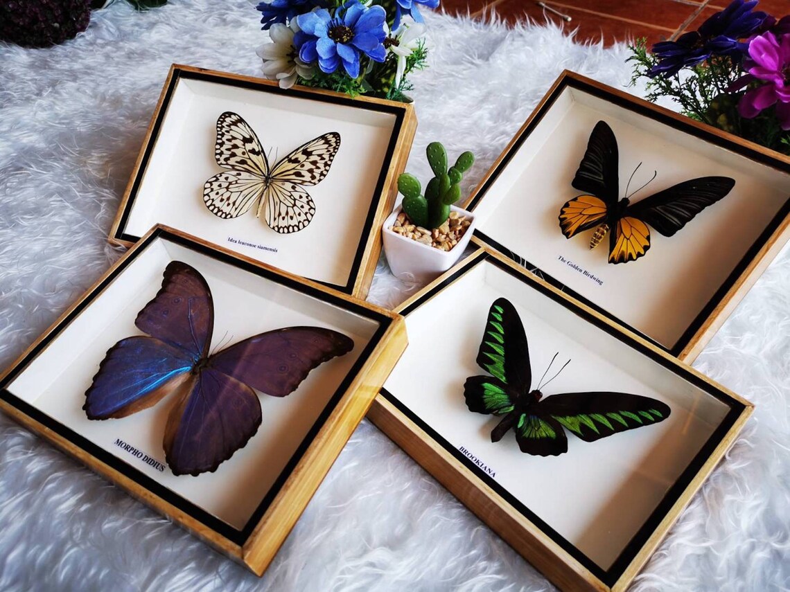 Collection Mix Butterfly Species Insect Taxidermy Set Wood Box Etsy