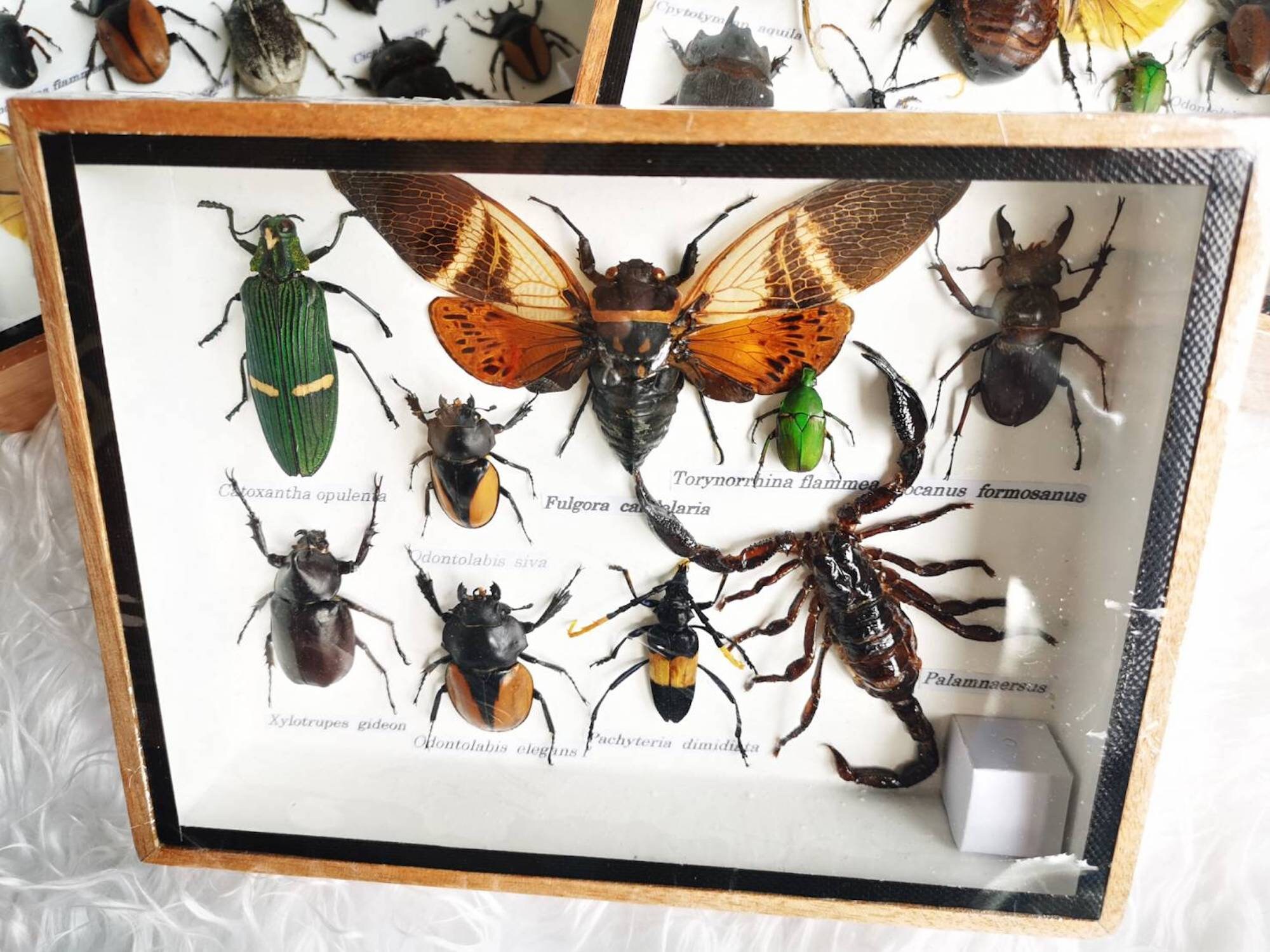 Set Mix Collection Insect Bugs Taxidermy Wood Box Display In Etsy