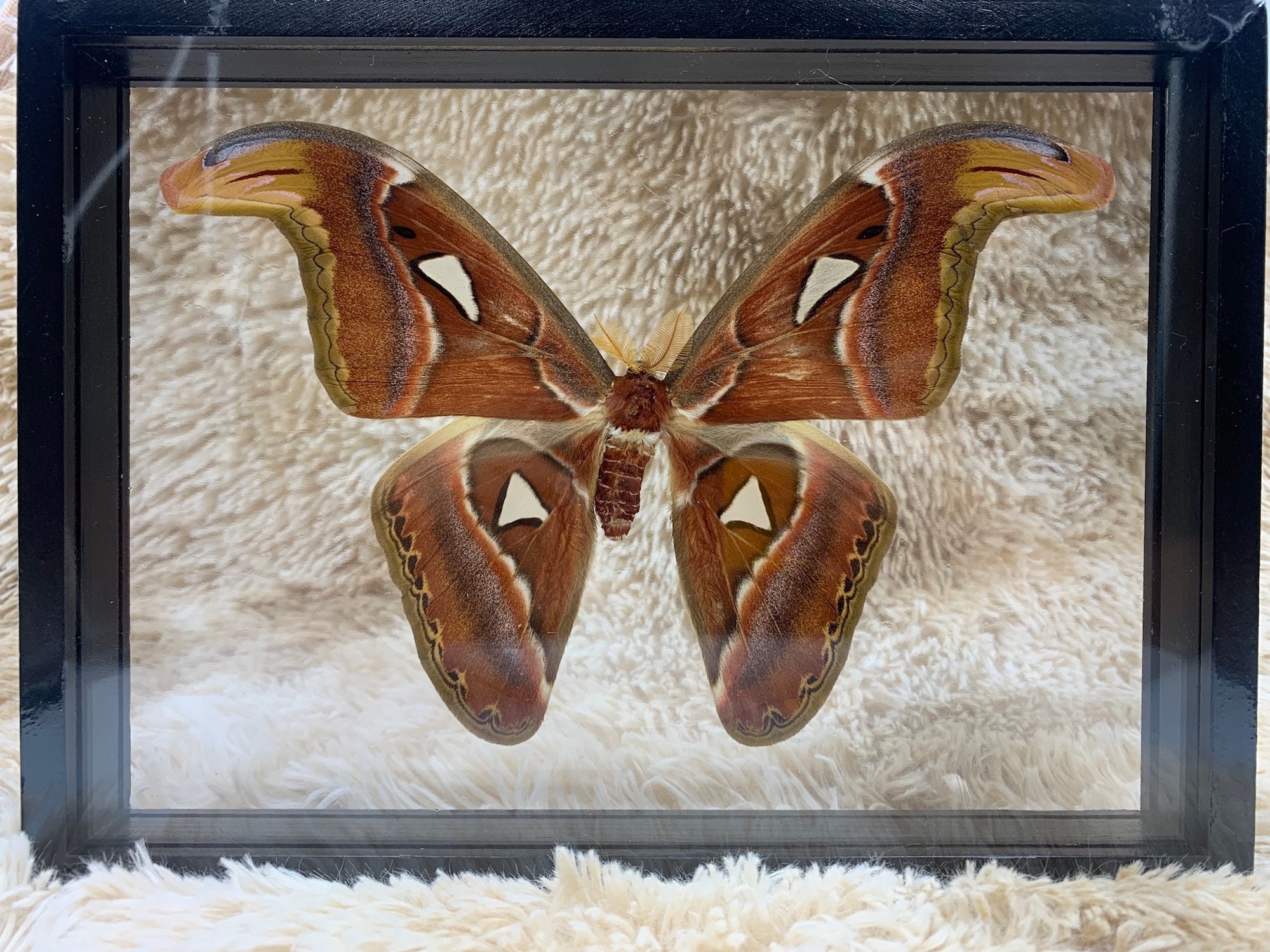Set Atlas Moth Male Butterfly Insect Taxidermy Double Acrylic Etsy