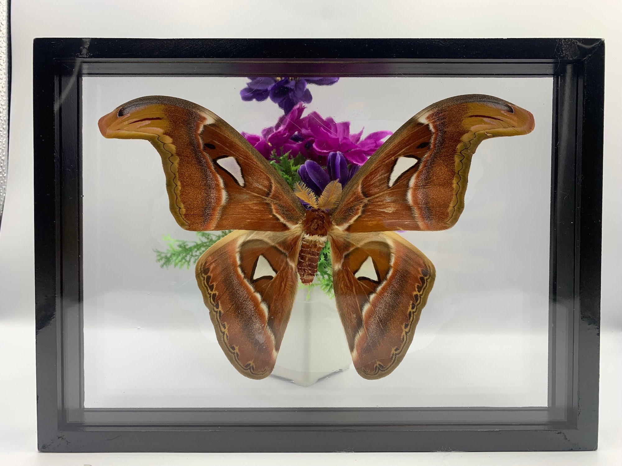 Set Atlas Moth Male Butterfly Insect Taxidermy Double Acrylic Etsy