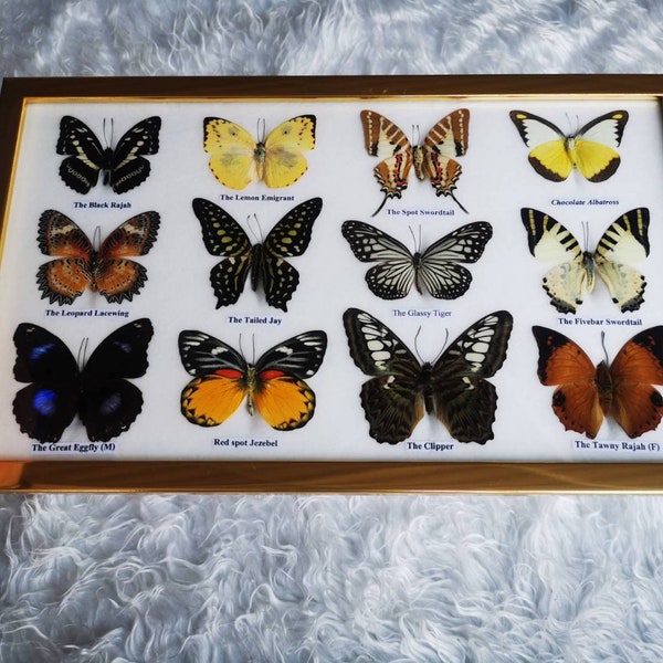 Insect Taxidermy Etsy
