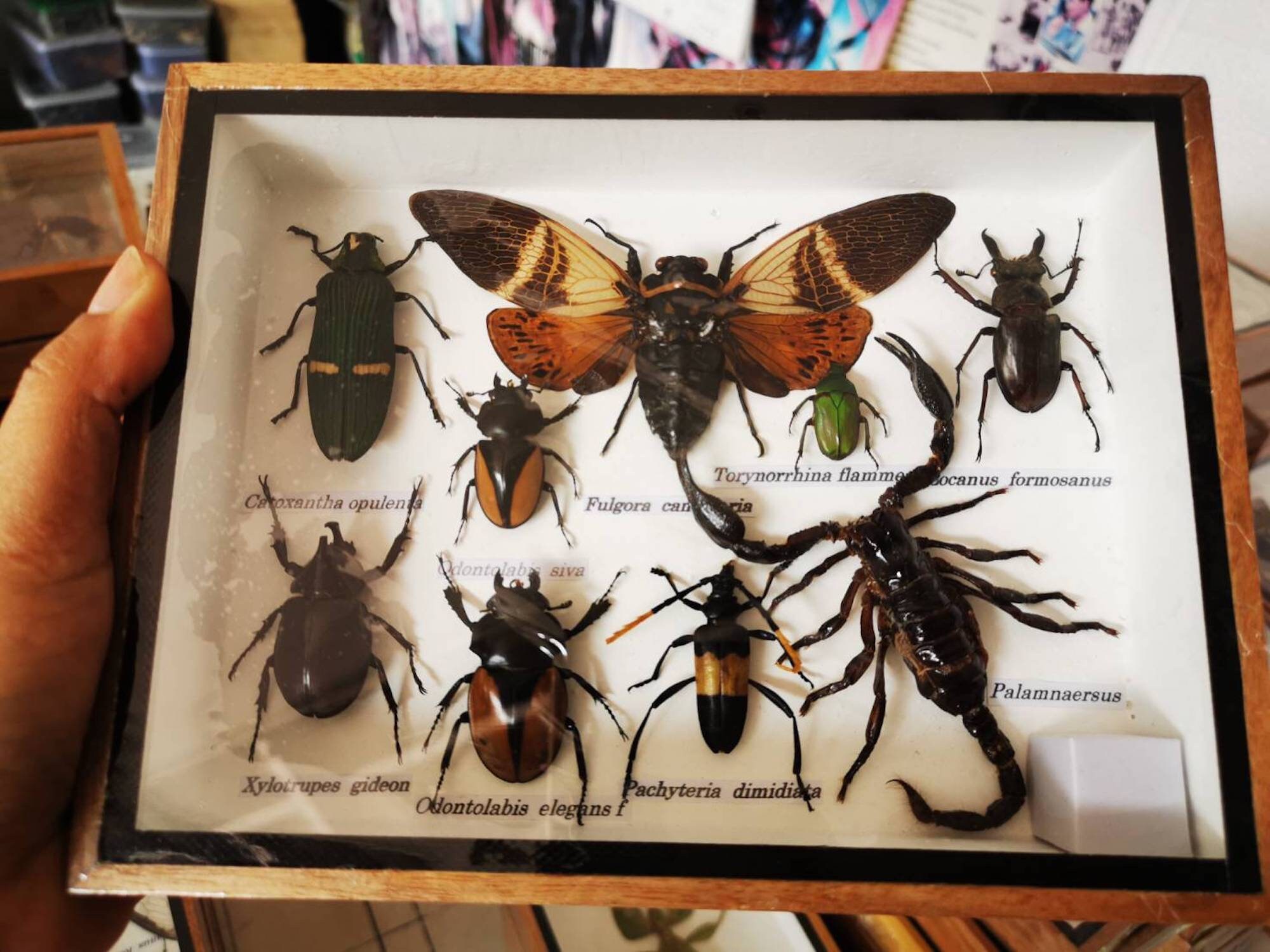 Set Mix Collection Insect Bugs Taxidermy Wood Box Display In Etsy