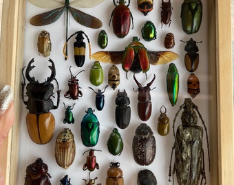 Set  Mix Beetle Insect Taxidermy Entomology Wood Box Display Home Decor