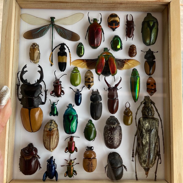 Set  Mix Beetle Insect Taxidermy Entomology Wood Box Display Home Decor