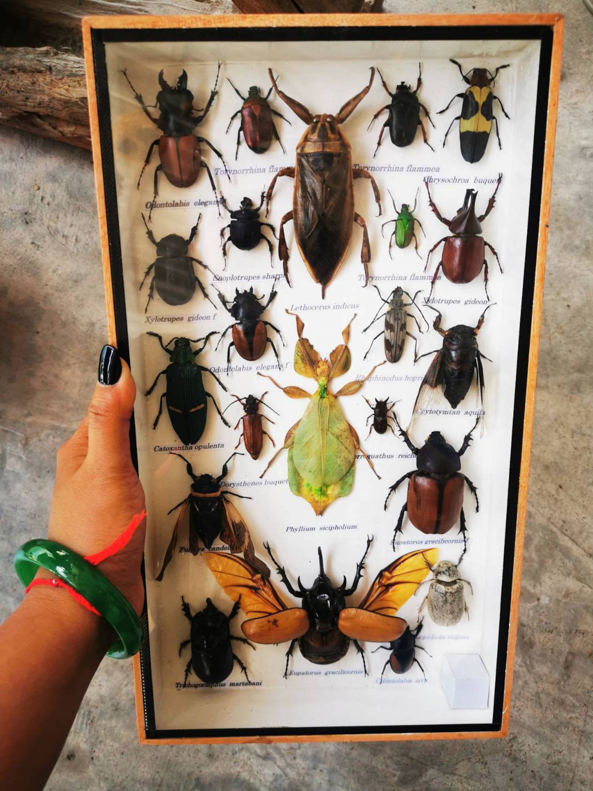 real beautiful Insect Beetle Phyllium sicipholium 3D Box taxidermy real beautiful Insect Beetle Phyllium sicipholium 3D Box taxidermy