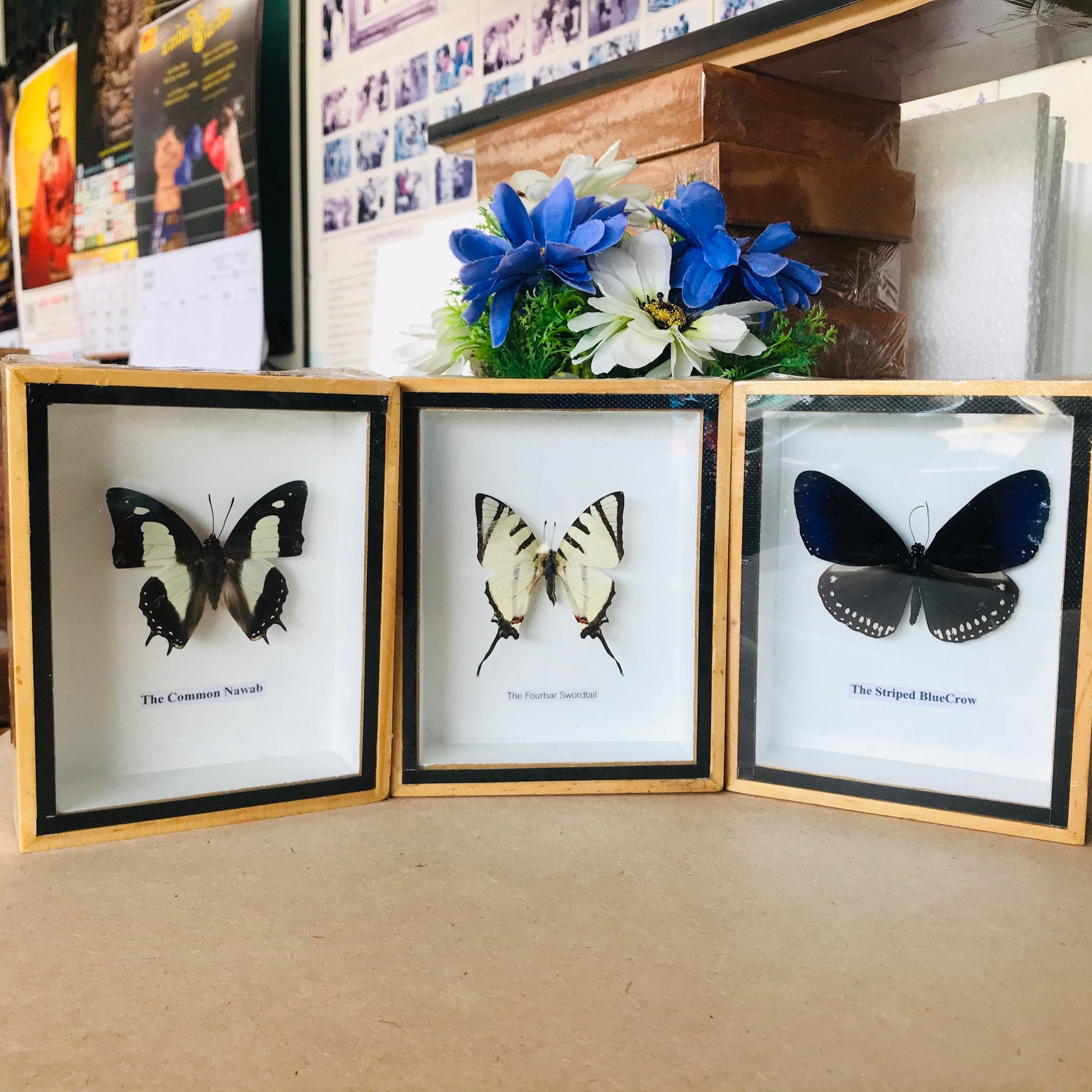 3x Beautiful Butterfly Insect Taxidermy Display Wood Box Home Etsy
