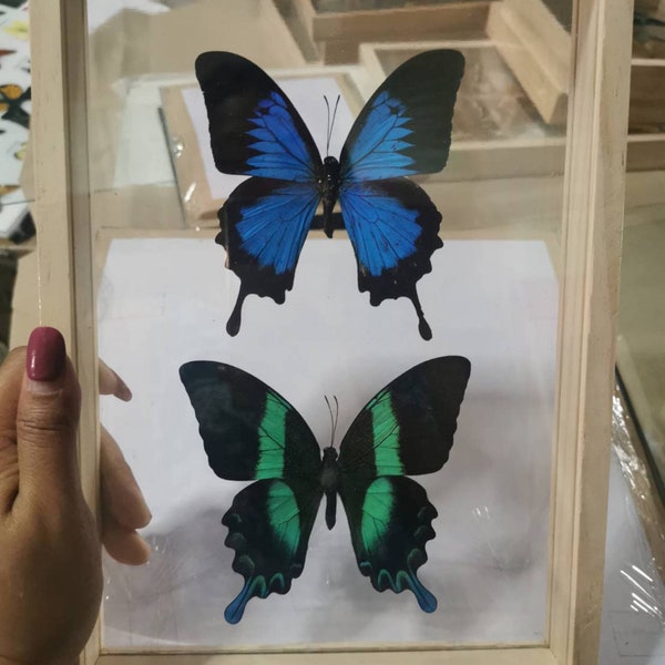 Papilio beautiful real butterfly in handmade frame Taxidermy Insect Specimen Display Double Glass Frame