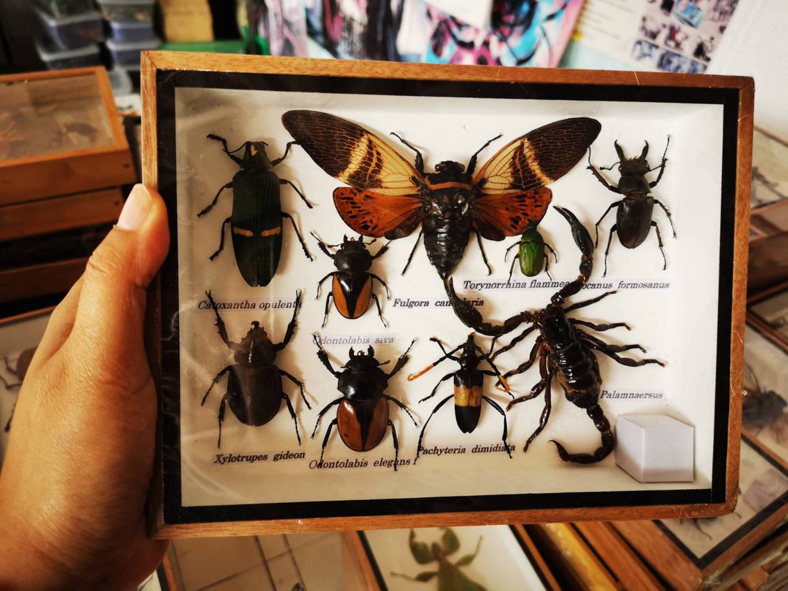 Set Mix Collection Insect Bugs Taxidermy Wood Box Display In Etsy