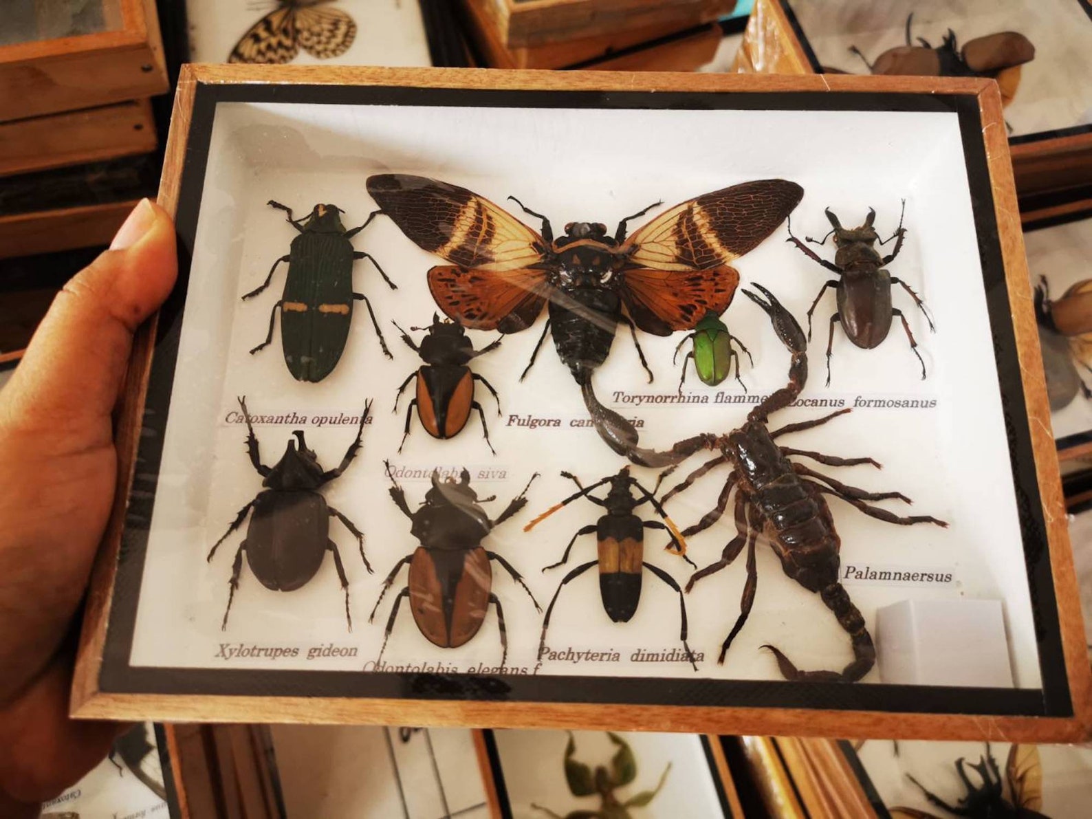 Set Mix Collection Insect Bugs Taxidermy Wood Box Display In Etsy