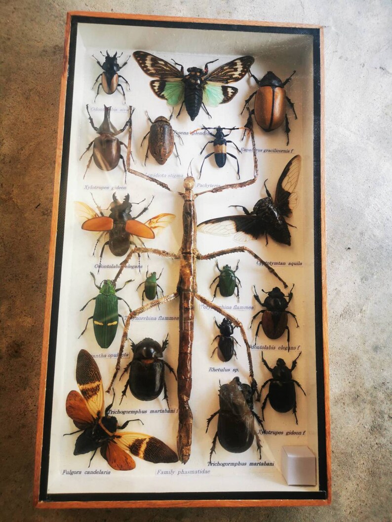 Mix Beetle Collection Insect Taxidermy Entomology Wood Box Etsy