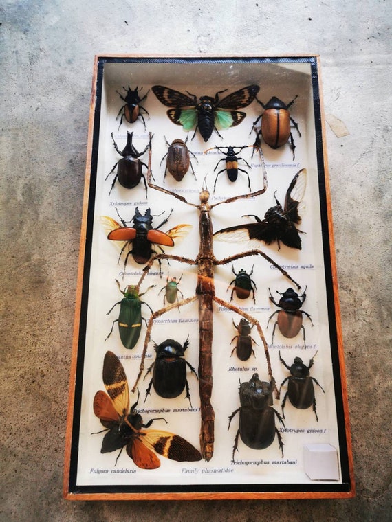 Y18 Entomology REAL insect Man Faced Beetle display bug insect taxidermy specime Y18 Entomology REAL insect Man Faced Beetle display bug insect taxidermy specime