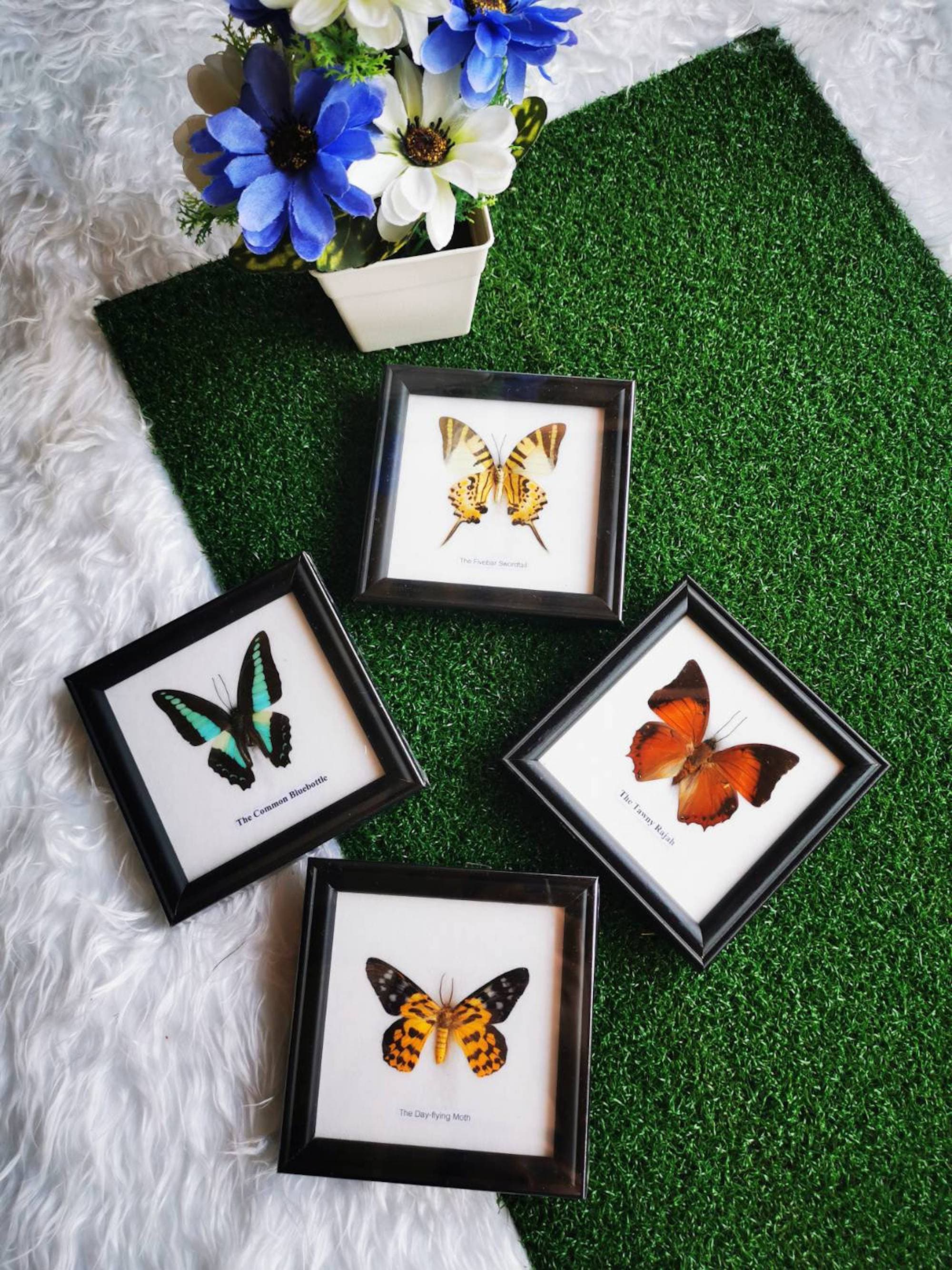 Real Common Bluebottle Butterfly Insect Taxidermy Mounted 5x5 Framed Display 