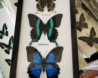 Insektennadeln Größe 3 Taxidermy Schmetterlinge Mouted butterfly 