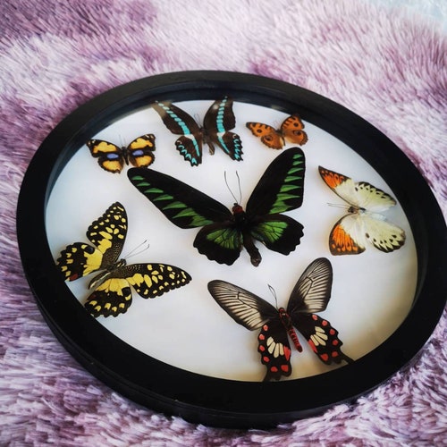 Butterfly PaPilio Blumei Beautiful shops Taxidermy Insect Circle Black Frame Wood Display