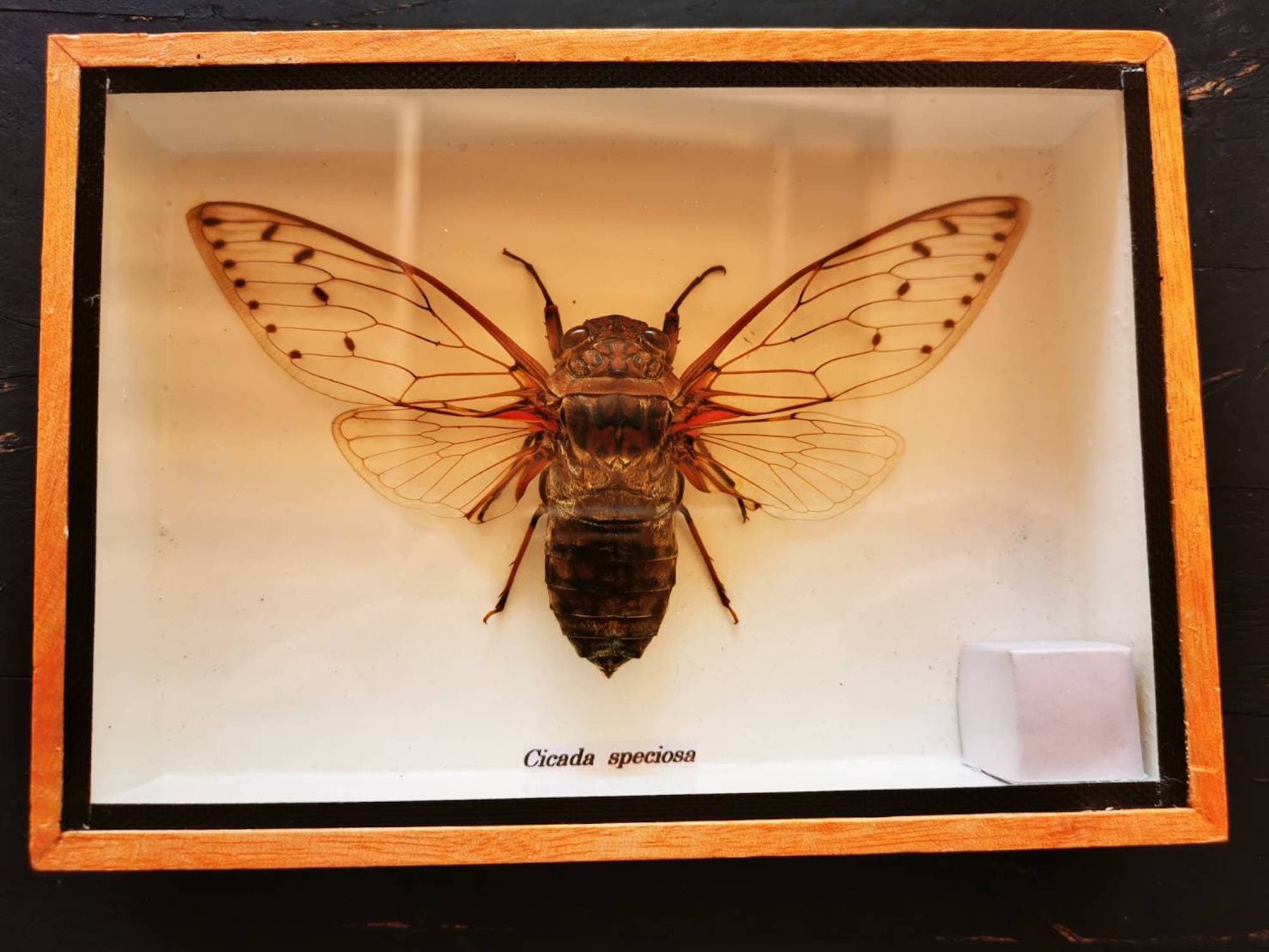 Real Giant Cicada Speciosa Taxidermy Insect in Display Wood Etsy UK