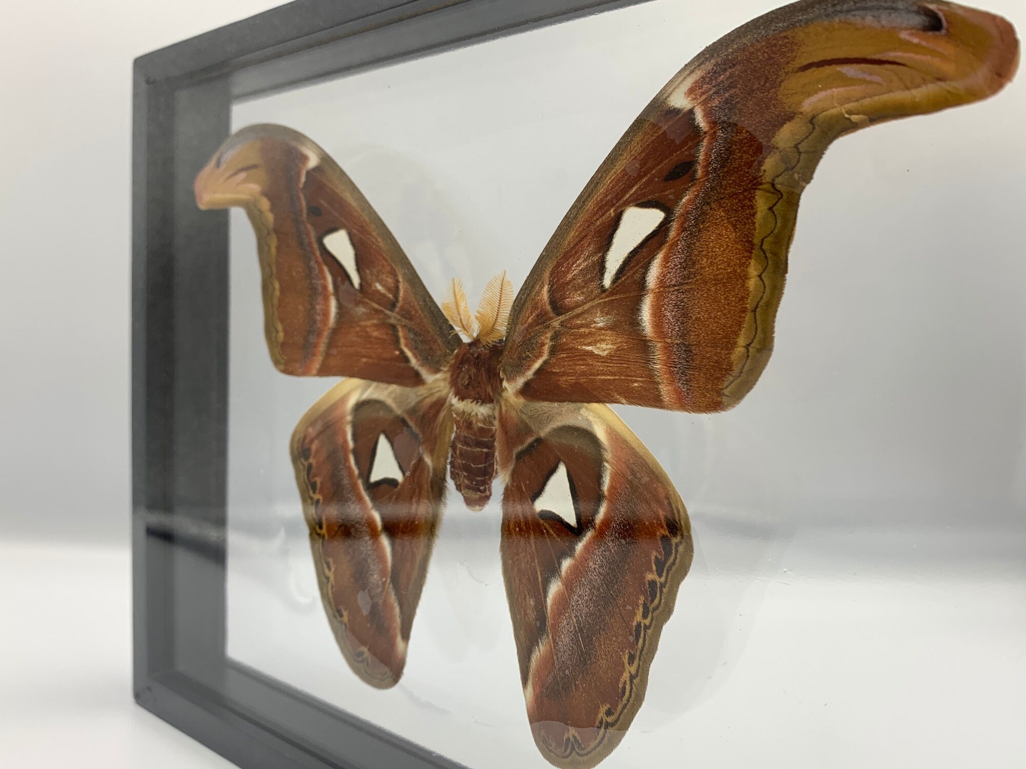 Set Atlas Moth Male Butterfly Insect Taxidermy Double Acrylic Etsy