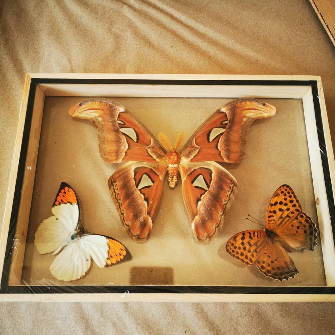 Insects Frame Set Atlas Moth M 2 Butterfly Real Taxidermy Attacus Insect Framed ...