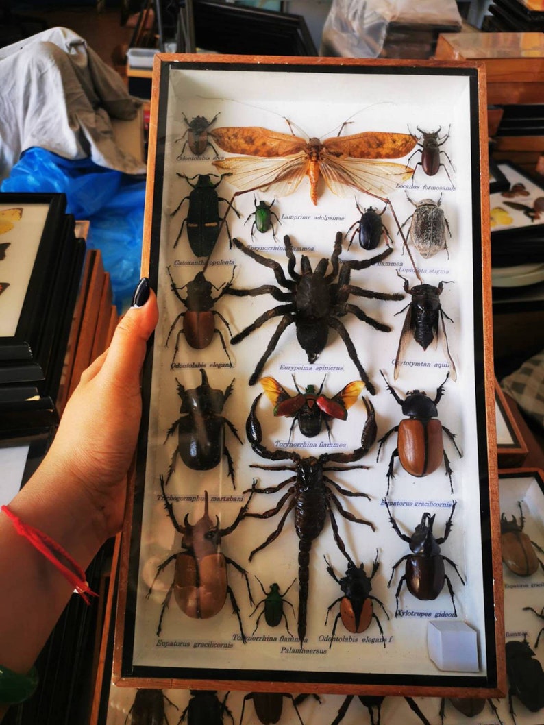 Real Scorpion Mix Insect Bugs Taxidermy Entomology Wood Box Etsy