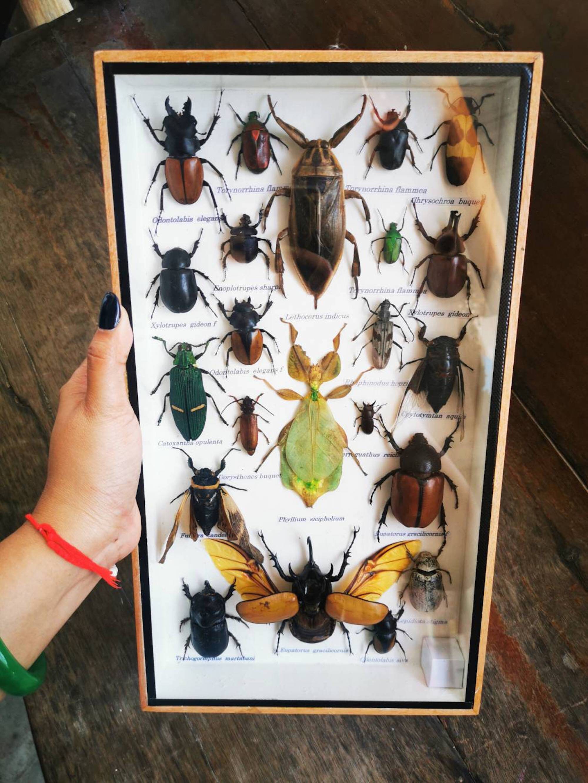 real beautiful Insect Beetle Phyllium sicipholium 3D Box taxidermy real beautiful Insect Beetle Phyllium sicipholium 3D Box taxidermy