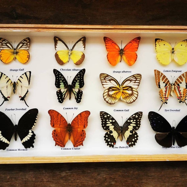 Real Mix 12 Beautiful Butterfly Insect Taxidermy In Box Wood Frame Display Home Decor